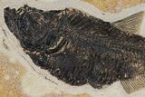 Fossil Fish (Diplomystus) - Green River Formation, Wyoming #144205-1